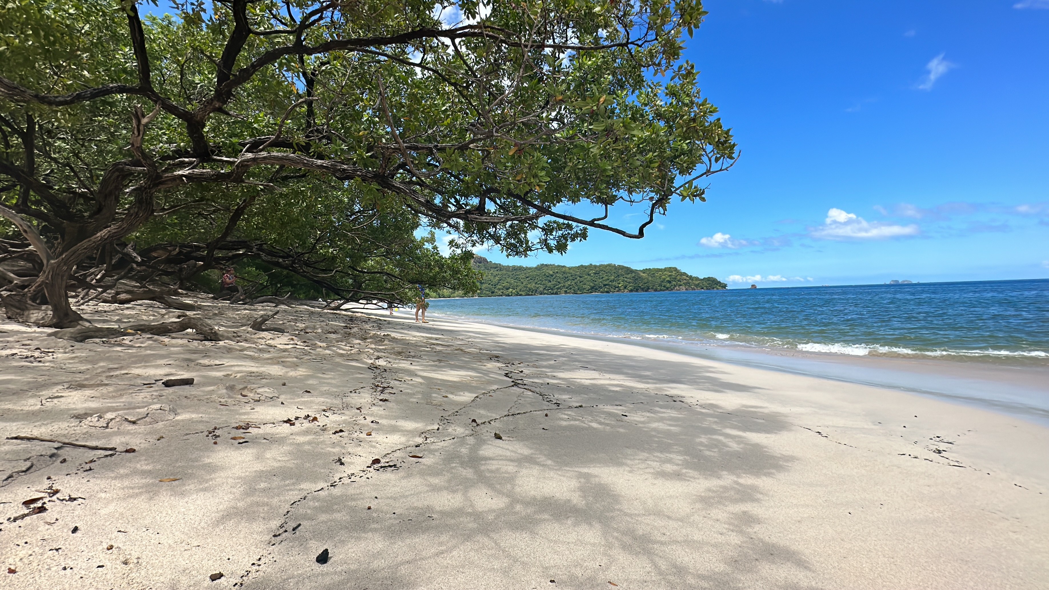 Sandy beach framed by trees beside blue water