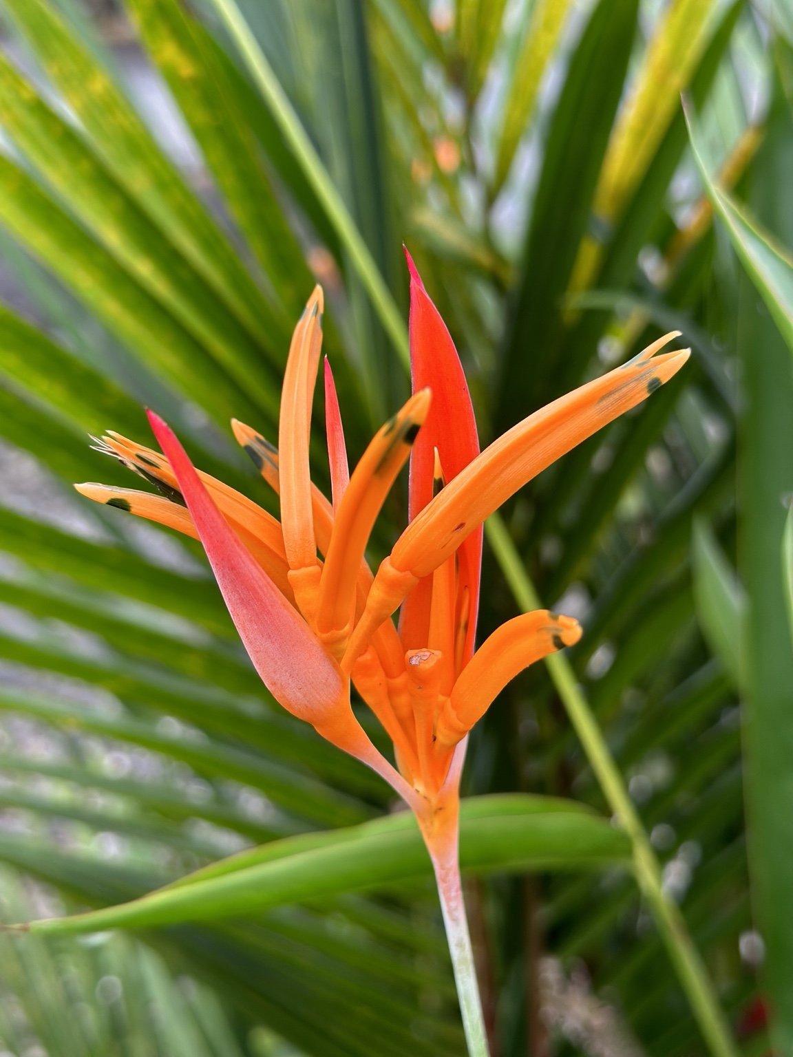 Orange tropical flower against green foliage
