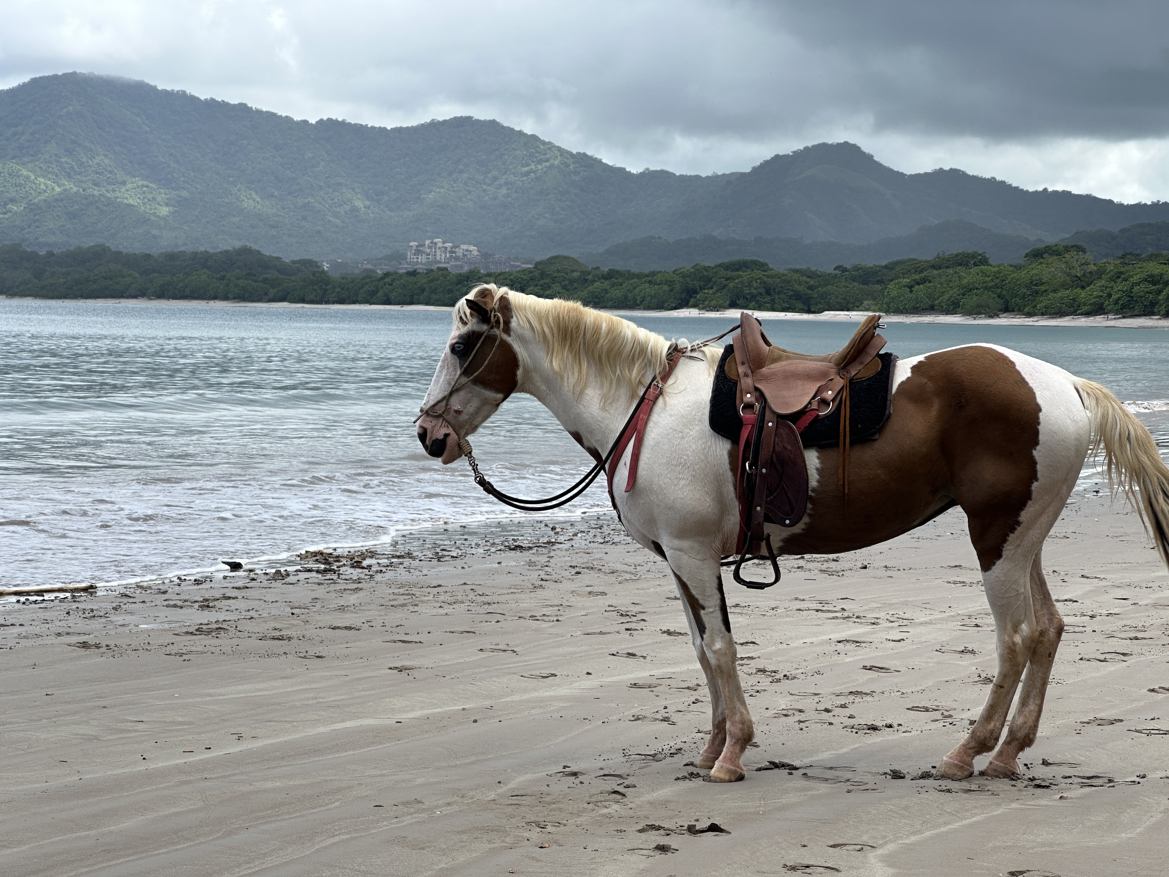 Saddled horse standing on a beach beside the water