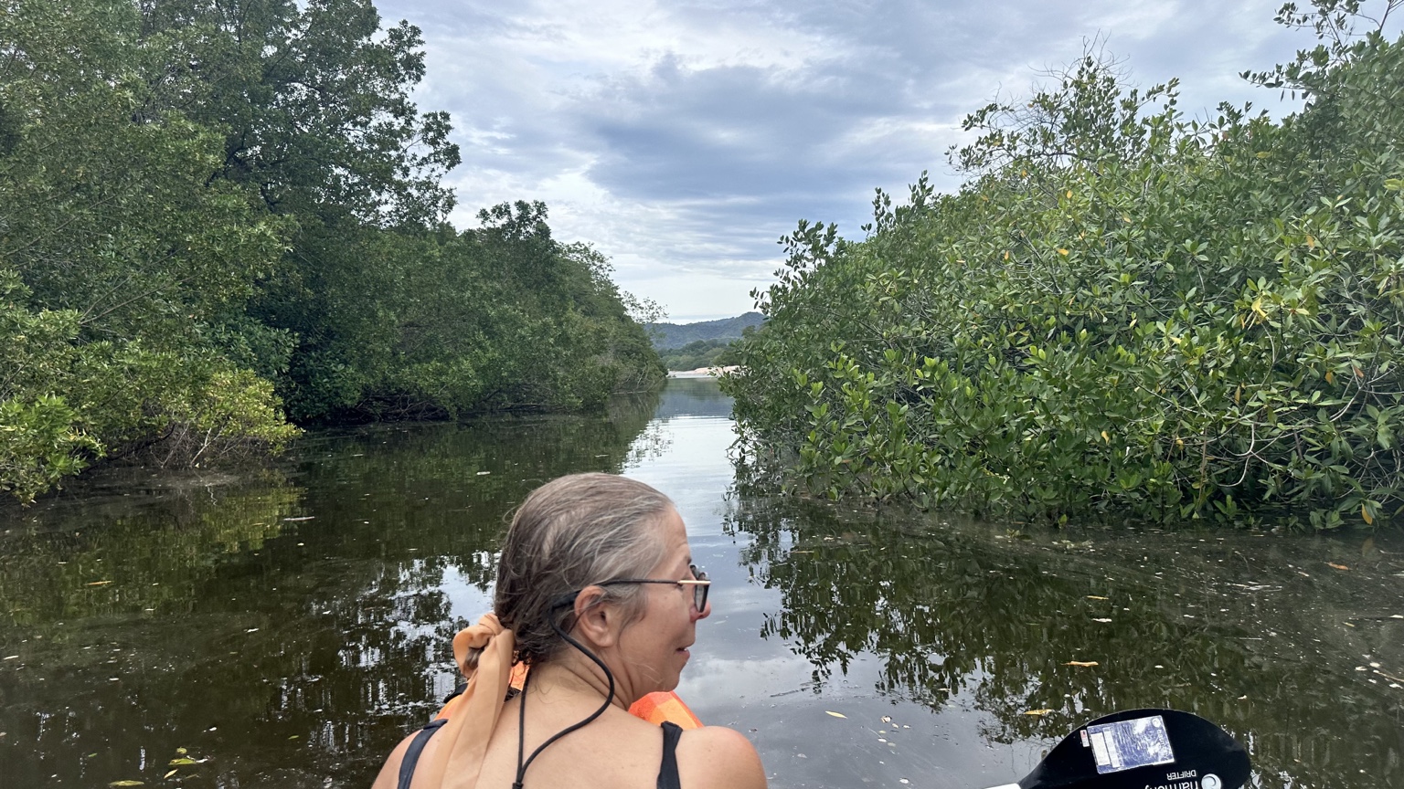 A kayaker exploring a calm waterway between mangroves