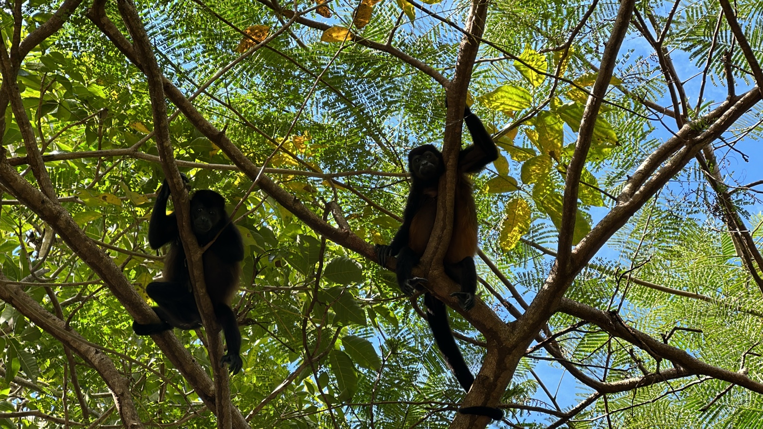 Two howler monkeys resting in leafy trees