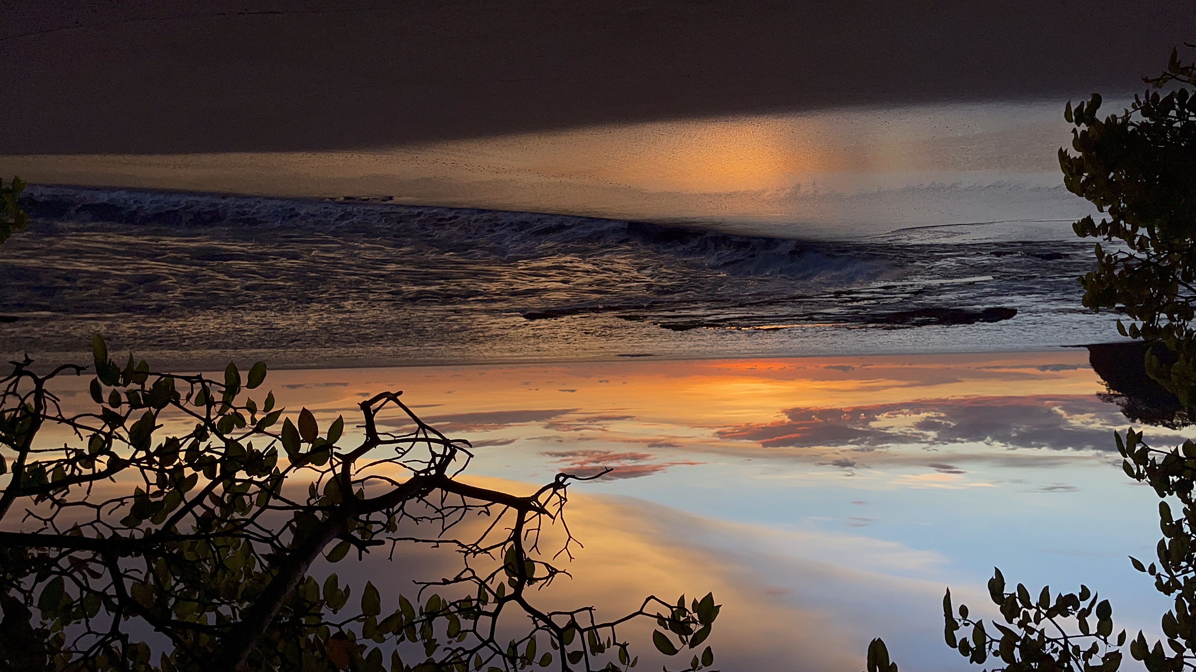 Sunset over the ocean framed by tree branches